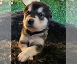 Small Photo #1 Alaskan Malamute Puppy For Sale in MIDWEST CITY, OK, USA