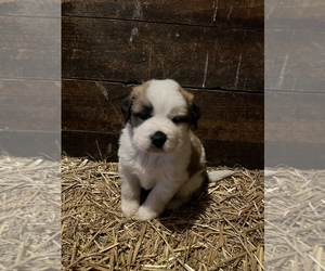 Saint Bernard Puppy for sale in COLUMBIANA, OH, USA