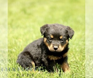 Rottweiler Puppy for sale in CHRISTIANA, PA, USA