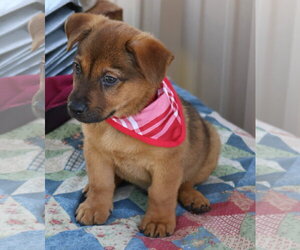 Mason Jar - Female Dachshund Dog for Adoption - Photo #2
