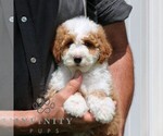 Small #4 Goldendoodle (Miniature)