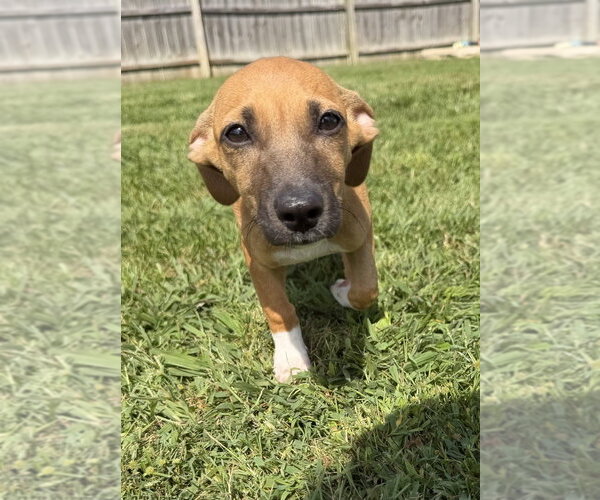 Medium Photo #5 Dachsador Puppy For Sale in Aurora, IN, USA