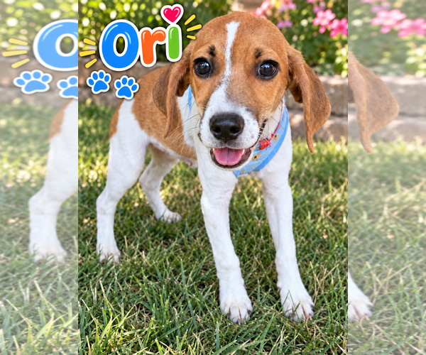 Medium Photo #1 Beagle-Unknown Mix Puppy For Sale in Lee's Summit, MO, USA