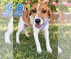 Beagle-Unknown Mix Dogs for adoption in Lee's Summit, MO, USA