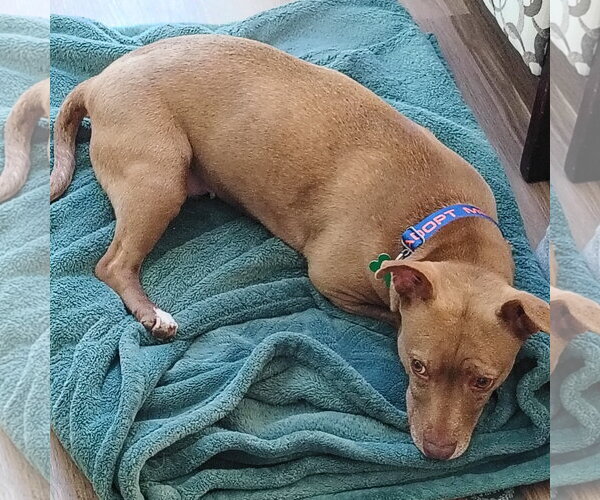 Medium Photo #4 Chihuahua-Unknown Mix Puppy For Sale in San Jose, CA, USA