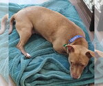 Small #3 Chihuahua Mix