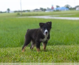 Miniature Australian Shepherd Puppy for sale in CAPE CORAL, FL, USA