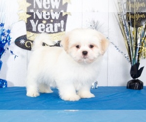 Zuchon Puppy for sale in MOUNT VERNON, OH, USA