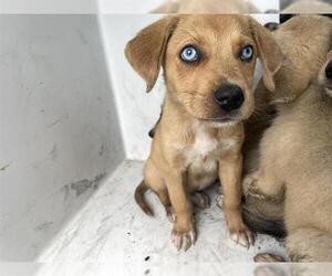 Catahoula Leopard Dog Dogs for adoption in Houston, TX, USA