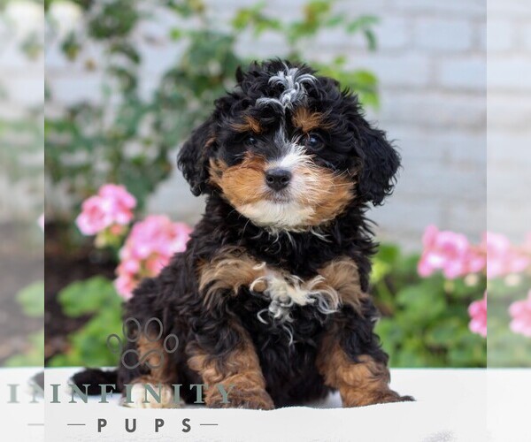 Medium Photo #3 Bernedoodle (Miniature) Puppy For Sale in LITITZ, PA, USA