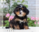 Small #2 Bernedoodle (Miniature)