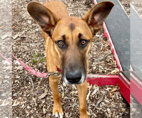 Medium Photo #35 Mutt Puppy For Sale in Canton, CT, USA