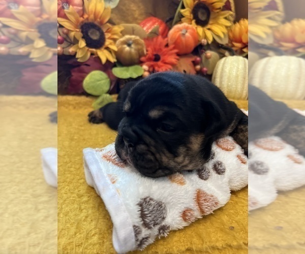 Medium Photo #4 English Bulldog Puppy For Sale in FAYETTEVILLE, NC, USA