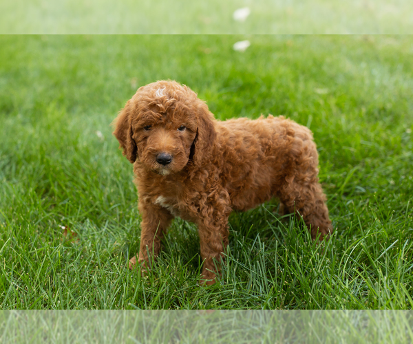 Medium Photo #29 Goldendoodle-Poodle (Miniature) Mix Puppy For Sale in NAPPANEE, IN, USA