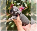 Small Photo #8 French Bulldog Puppy For Sale in OJAI, CA, USA