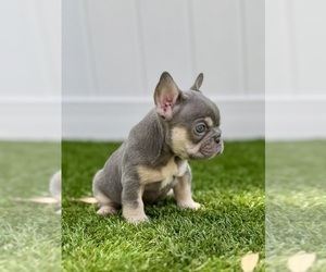 French Bulldog Puppy for sale in CORAL SPRINGS, FL, USA