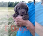 Small Photo #1 Labrador Retriever Puppy For Sale in BRIDGEWATER, VA, USA