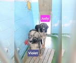 Violet - At shelter - Female Great Pyrenees-Unknown Mix Dog for Adoption - Small photo