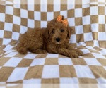 Small #7 Aussiedoodle Miniature 