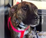 Small Photo #2 Boxer-Unknown Mix Puppy For Sale in Burnsville, MN, USA