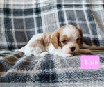 Image preview for Ad Listing. Nickname: Litter of 4