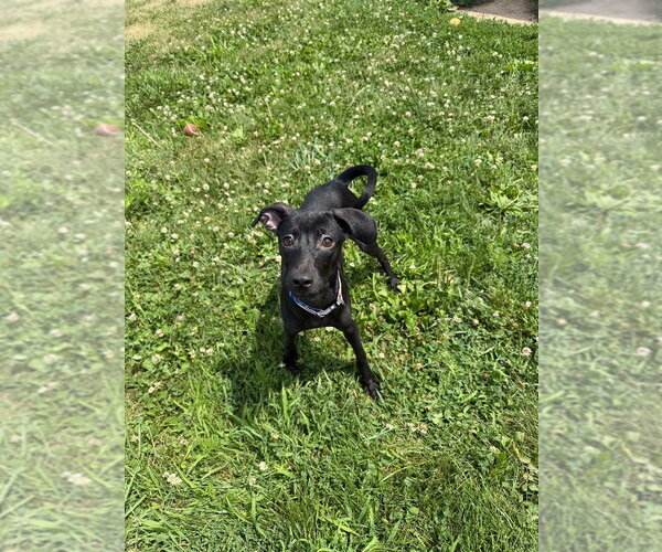 Medium Photo #3 Mutt Puppy For Sale in Pierceton , IN, USA