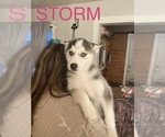 Small Photo #7 Siberian Husky Puppy For Sale in ALBION, IN, USA