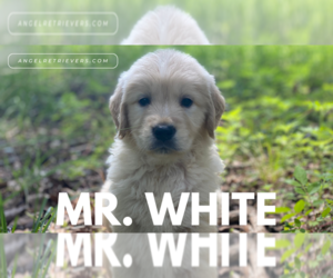 English Cream Golden Retriever Puppy for Sale in NACOGDOCHES, Texas USA
