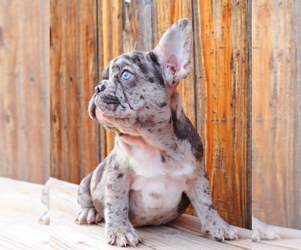 Medium Photo #8 French Bulldog Puppy For Sale in BEVERLY HILLS, CA, USA