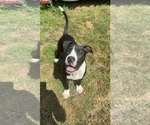 Small Mutt