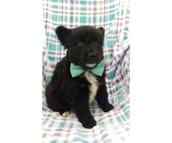 Medium Photo #3 Pomsky Puppy For Sale in LANCASTER, PA, USA