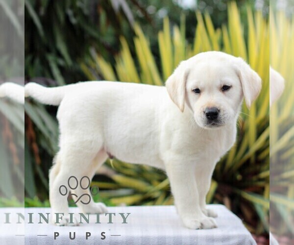 Medium Photo #4 Labrador Retriever Puppy For Sale in GORDONVILLE, PA, USA