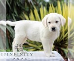 Small #3 Labrador Retriever