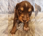 Small Photo #7 Australian Shepherd Puppy For Sale in FLORENCE, CO, USA