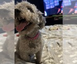 Small #1 Poodle (Miniature)