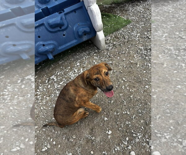 Medium Photo #2 Mutt Puppy For Sale in Evansville, IN, USA
