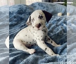 Small Photo #2 Dalmatian Puppy For Sale in ADAIRSVILLE, GA, USA