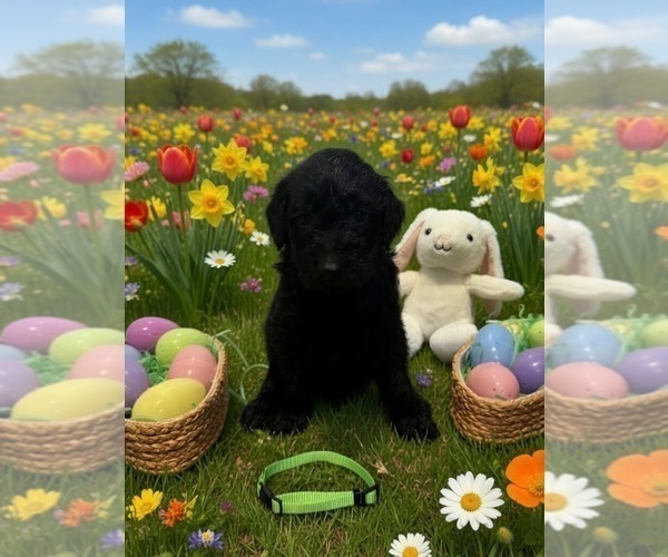 Medium Photo #3 Goldendoodle Puppy For Sale in MALVERN, OH, USA