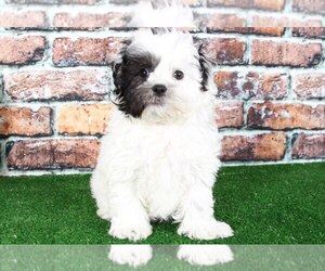 Zuchon Puppy for sale in BEL AIR, MD, USA