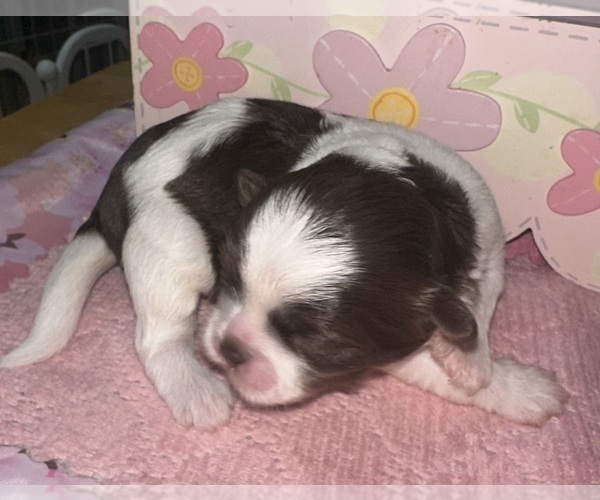 Medium Photo #1 Maltipoo (Miniature)-Shih Tzu Mix Puppy For Sale in MIDDLEBURG, FL, USA