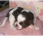 Puppy 3 Maltipoo (Miniature)-Shih Tzu Mix