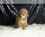 Small #2 Poodle (Toy)