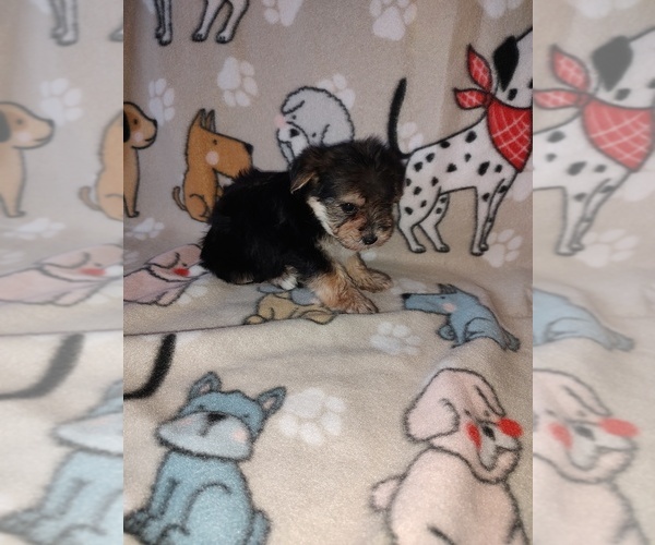 Medium Photo #6 Morkie Puppy For Sale in LAPEER, MI, USA