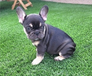 French Bulldog Puppy for sale in LAS VEGAS, NV, USA