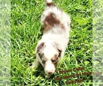 Puppy Brown Collar Border Collie