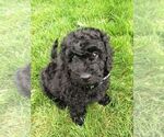 Small Photo #3 Goldendoodle (Miniature) Puppy For Sale in SUNNYVALE, CA, USA