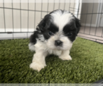 Small Photo #2 Shih Tzu Puppy For Sale in LILBURN, GA, USA