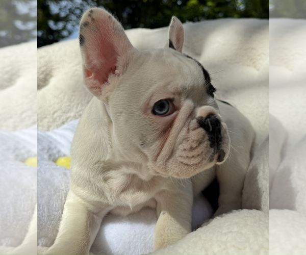 Medium Photo #3 French Bulldog Puppy For Sale in RENTON, WA, USA