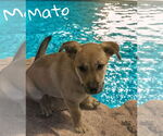 Small #1 German Shepherd Dog Mix