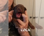 Puppy Coka Great Dane